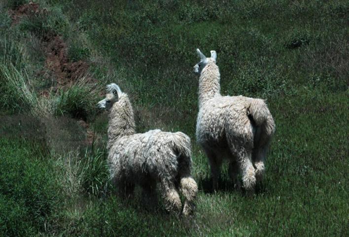 Estancia Colome مولينوس المظهر الخارجي الصورة