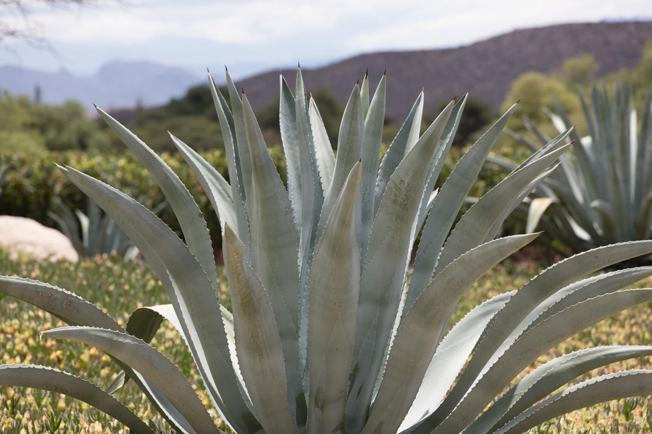 Estancia Colome مولينوس المظهر الخارجي الصورة